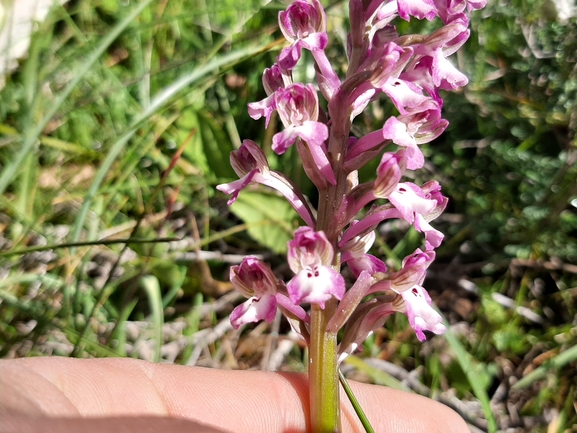 Anacamptis israelitica  צולם על ידי איתי ספיר 