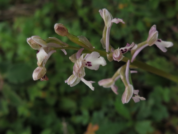 Anacamptis israelitica  צולם על ידי דליה בונס 