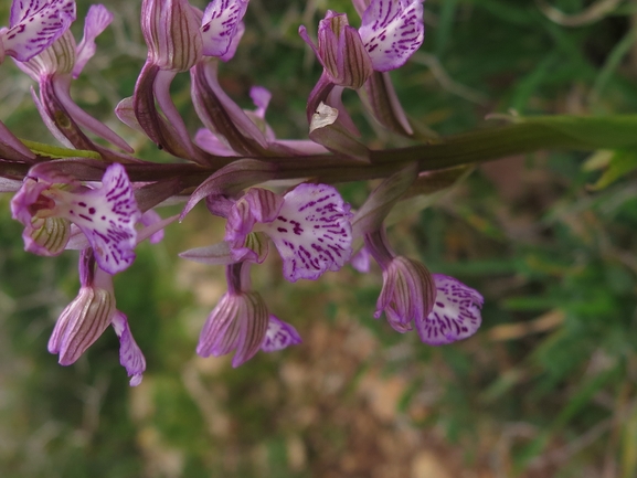 Anacamptis israelitica  צולם על ידי דליה בונס 