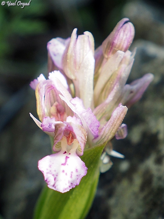 Anacamptis israelitica  צולם על ידי יעל אורגד 