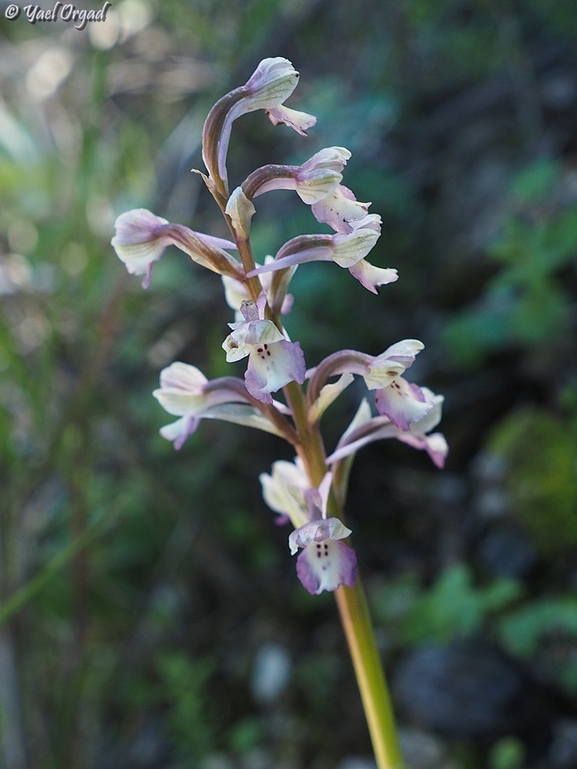 Anacamptis israelitica  צולם על ידי יעל אורגד 