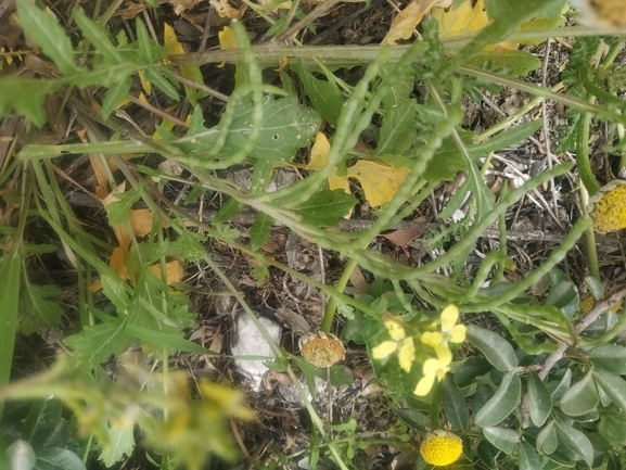 מחרוזת קשתית  צולם על ידי אורי פרגמן-ספיר 