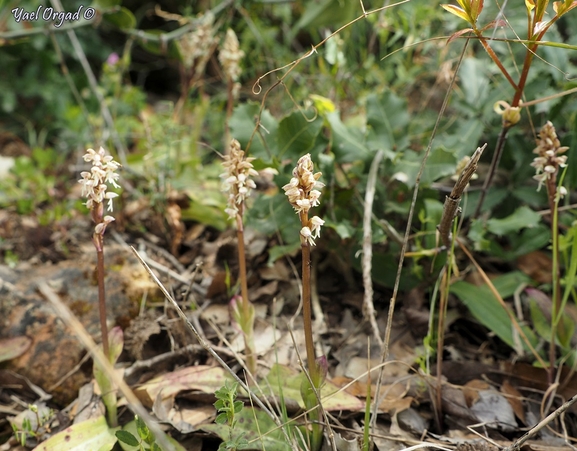 Dense-flowered Orchid  photographed by יעל אורגד 