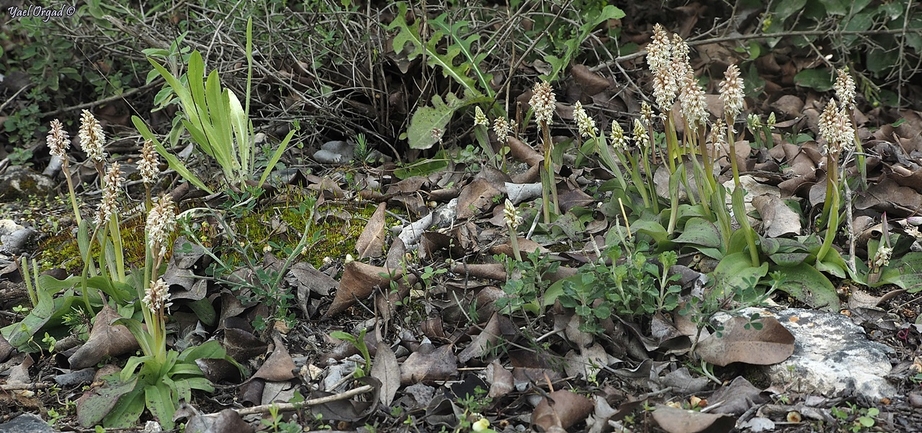 Dense-flowered Orchid  photographed by יעל אורגד 