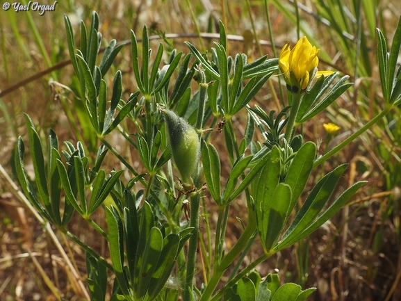 European Yellow Lupin  photographed by יעל אורגד 