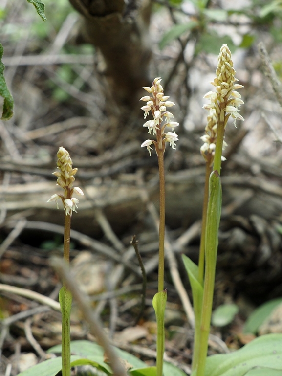 Dense-flowered Orchid  photographed by יעל אורגד 