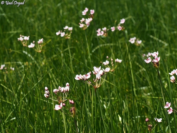 Flowering Rush  photographed by יעל אורגד 