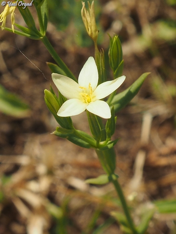 Centaurium maritimum  photographed by יעל אורגד 