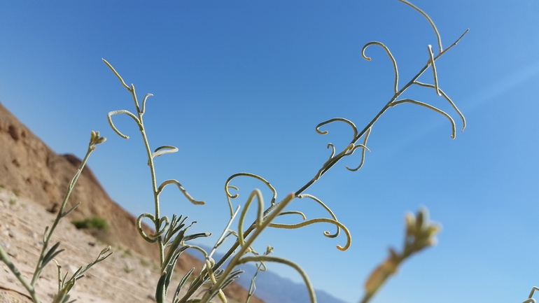 מנתור ערבי  צולם על ידי שמשון ולוטקר 