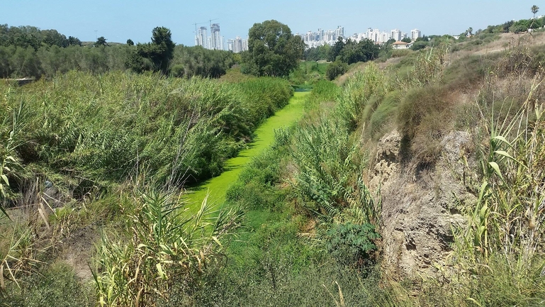 כדרורית המים  צולם על ידי שמשון ולוטקר 