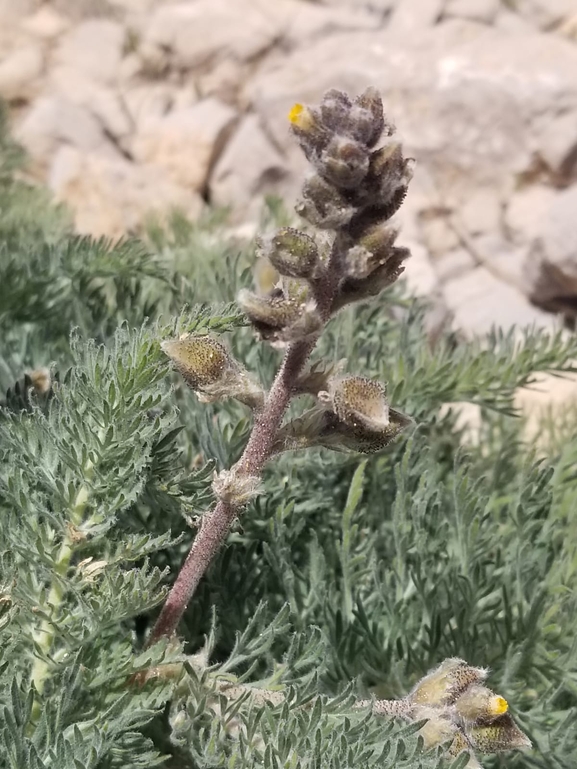 ביברשטייניה שסועה  צולם על ידי אייל שי 