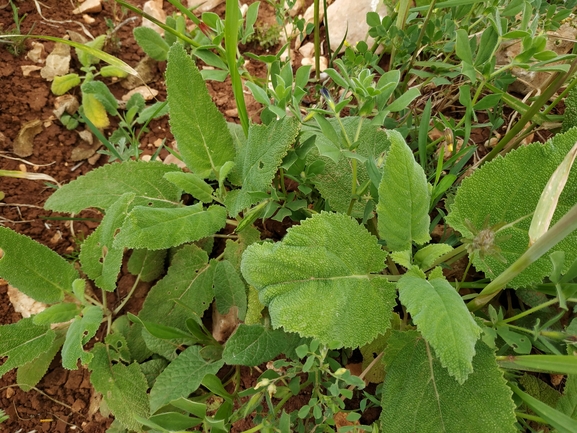 מרווה סורית  צולם על ידי אורי פרגמן-ספיר 