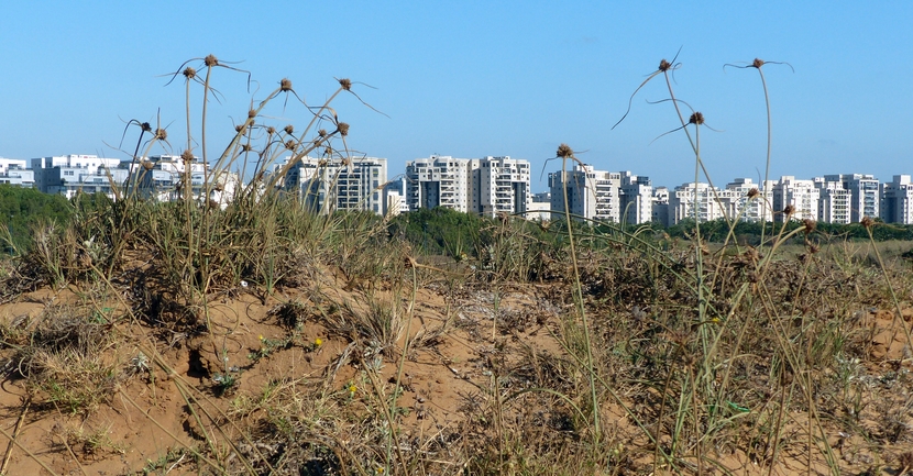 גומא שרוני  צולם על ידי פרומקין רון 