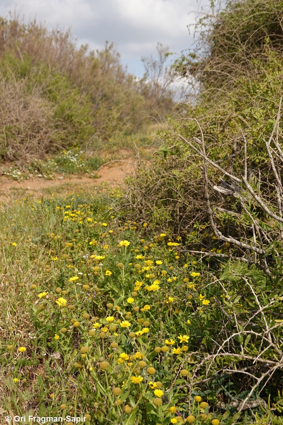 חרצית דביקה  צולם על ידי אורי פרגמן-ספיר 