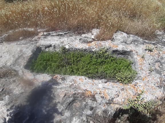 טובענית קטומה  צולם על ידי מנחם אדר 