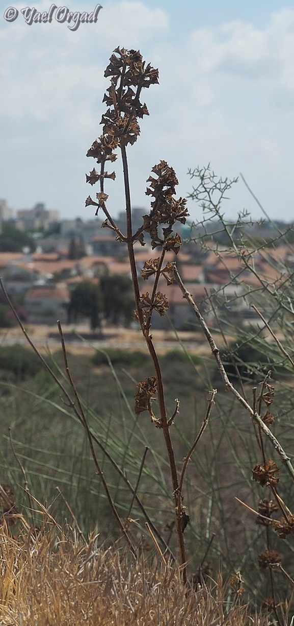 גלונית פלשתית  צולם על ידי יעל אורגד 