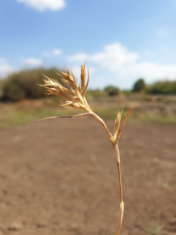 עטיינית מגובבת  צולם על ידי נעם שגב 