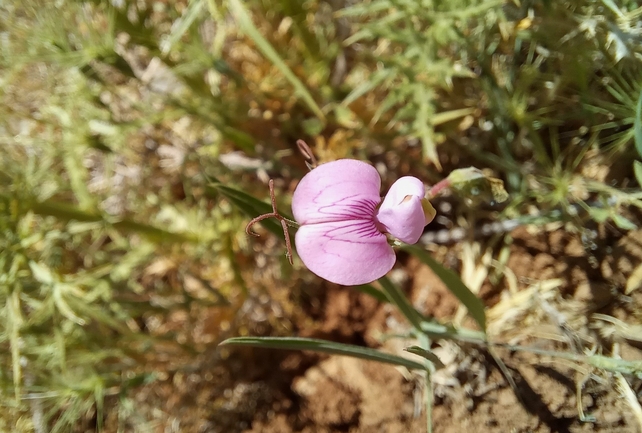 טופח קסיוס  צולם על ידי שמשון ולוטקר 