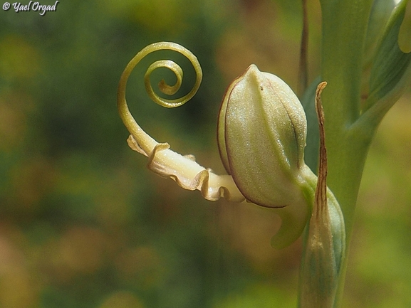 Galilee Lizard Orchid, Eastern Lizard Orchid  photographed by יעל אורגד 