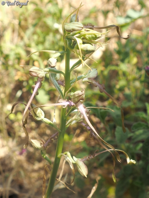 Galilee Lizard Orchid, Eastern Lizard Orchid  photographed by יעל אורגד 