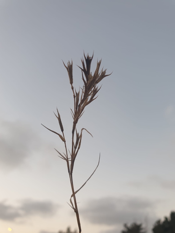 עטיינית מגובבת  צולם על ידי נעם שגב 