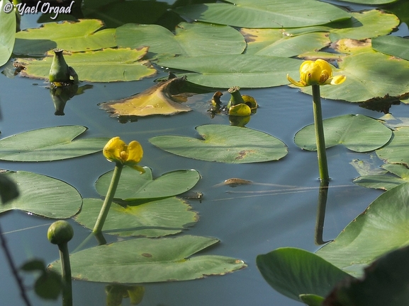 European Yellow Pond-lily, Yellow Pond-lily  photographed by יעל אורגד 