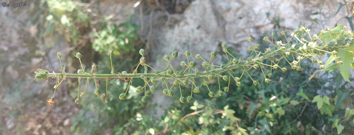 בוצין אופקי  צולם על ידי יעל אורגד 