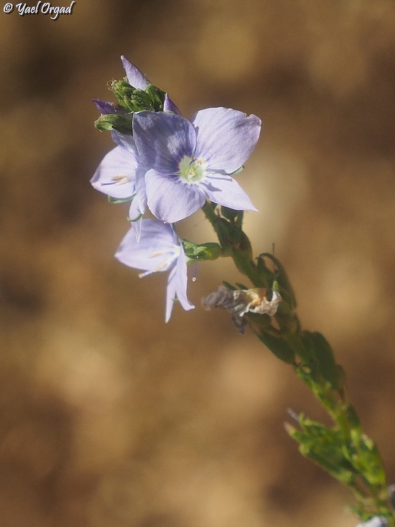 Smoot-fruited Speedwell, Glabrous Speedwell  photographed by יעל אורגד 