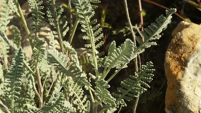 Sinai Feverfew  photographed by שמשון ולוטקר 