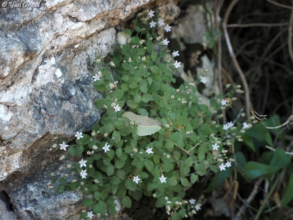 Damaascus Bellflower  photographed by יעל אורגד 