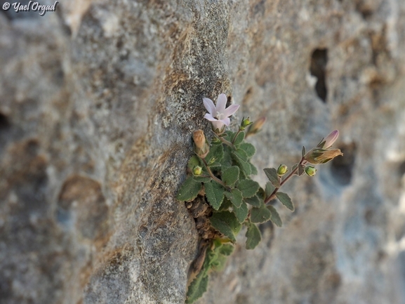 Damaascus Bellflower  photographed by יעל אורגד 