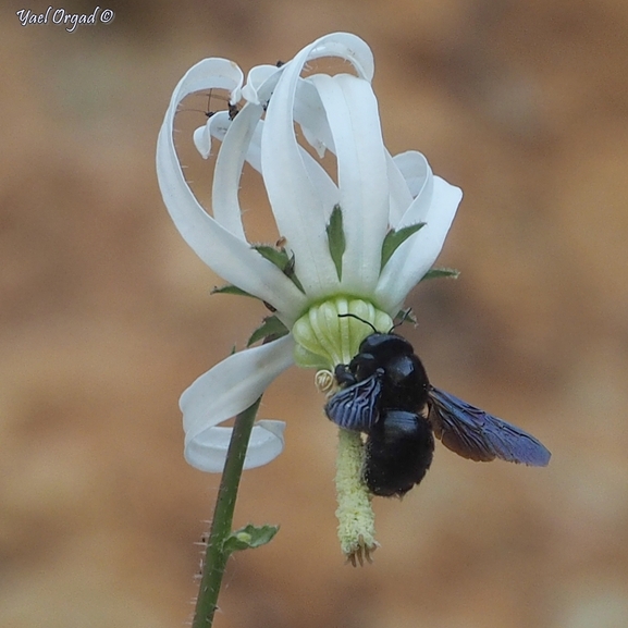 Rough-leaved Michauxia  photographed by יעל אורגד 