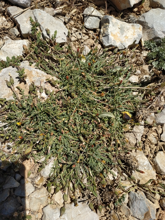 הרדופנין אלפיני  צולם על ידי אורי פרגמן-ספיר 