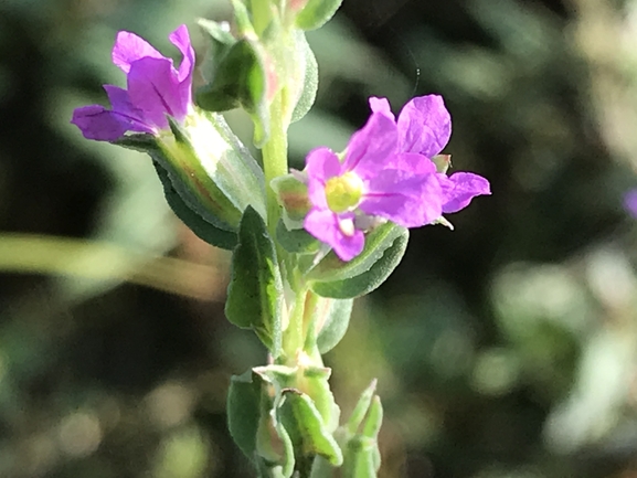 שנית נטופה  צולם על ידי שמואל מזר 