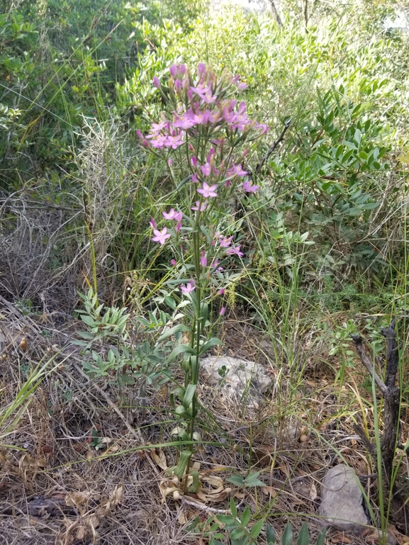 ערבז סוככני  צולם על ידי אייל שי 