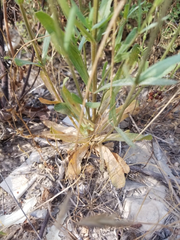 ערבז סוככני  צולם על ידי אייל שי 