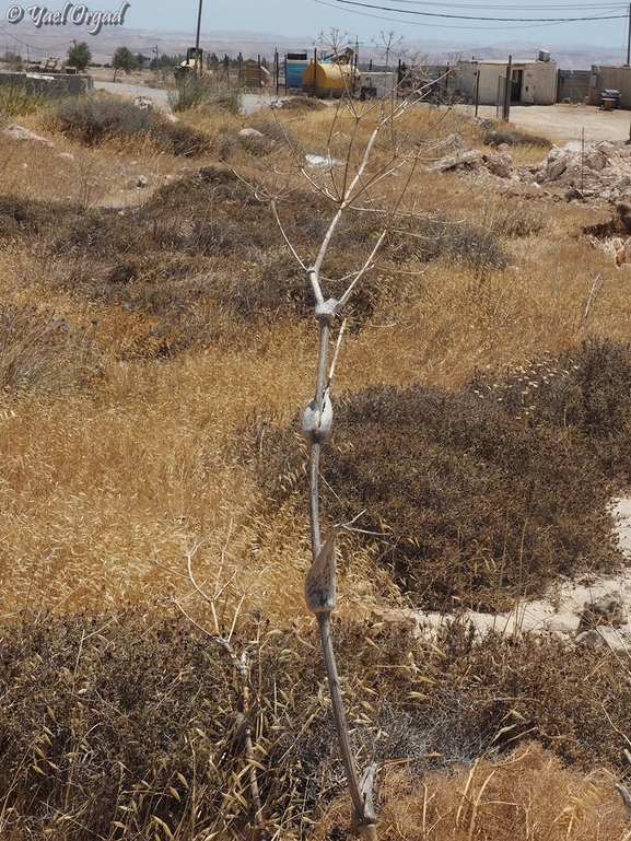 כלך שומרוני  צולם על ידי יעל אורגד 