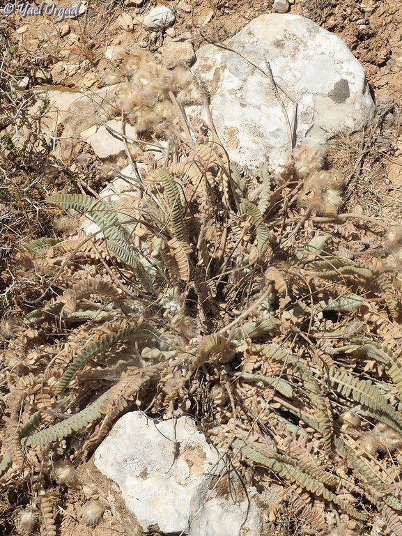 קדד נאה  צולם על ידי יעל אורגד 