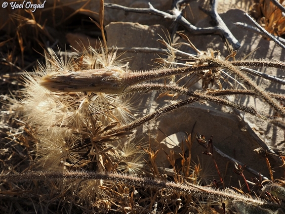 Leontodon asperrimus  photographed by יעל אורגד 