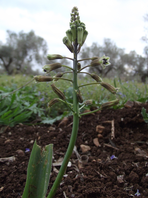 זמזומית ורבורג  צולם על ידי אתר הצמחים האדומים 