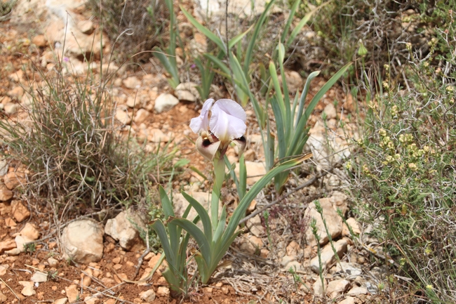 אירוס הדור  צולם על ידי אתר הצמחים האדומים 