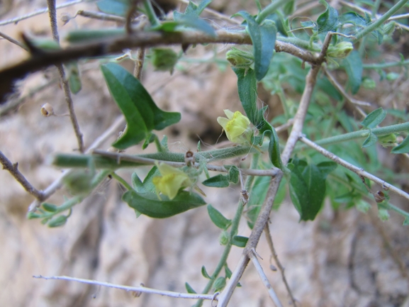 עפעפית יהודה  צולם על ידי אתר הצמחים האדומים 