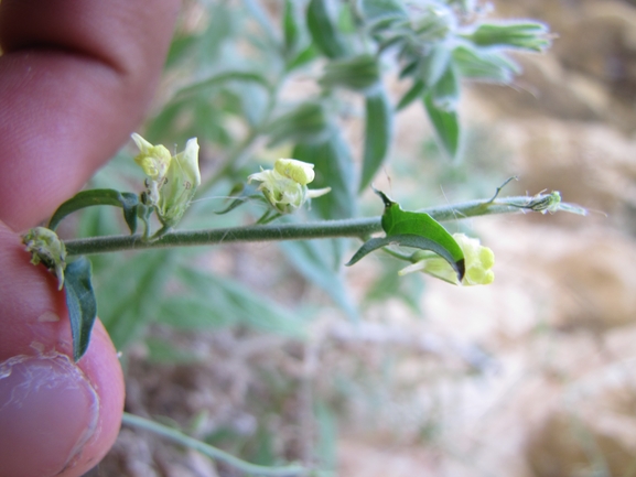 עפעפית יהודה  צולם על ידי אתר הצמחים האדומים 