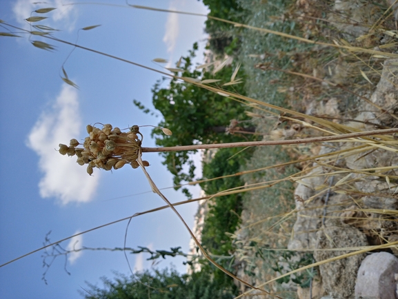 White-tunicated Garlic  photographed by יהונתן רונס 