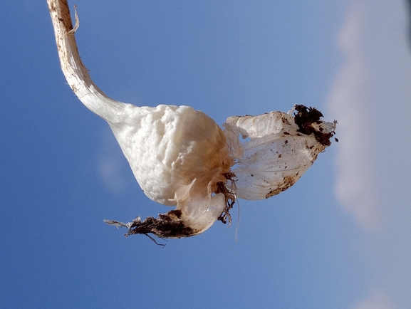 White-tunicated Garlic  photographed by יהונתן רונס 