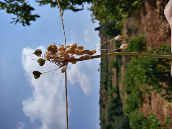 White-tunicated Garlic  photographed by יהונתן רונס 