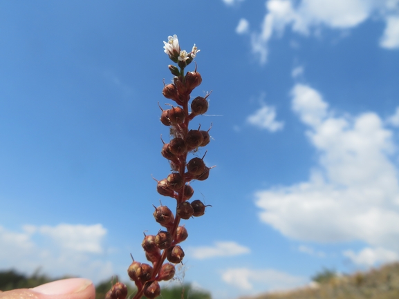 ליסימכיה מסופקת  צולם על ידי יאיר אור 