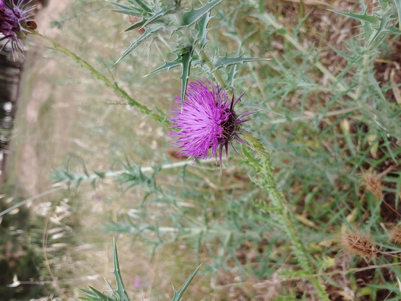 חוחן קרדני  צולם על ידי דר בן-נתן 