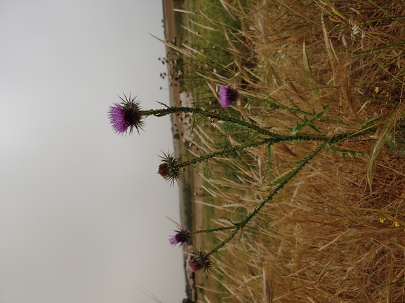 False Plumed Thistle  