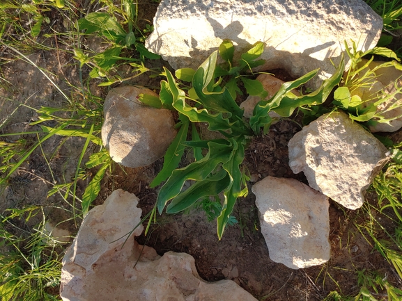 אחילוף הנגב  צולם על ידי דר בן-נתן 